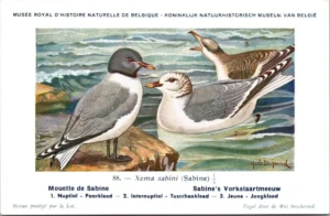 Dvogels_002 Sabine's Vorkstaartmeeuw / Sabine’s Gull – Nº 88 – (KBIN / IRSNB)