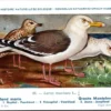 Grote Mantelmeeuw / Great Black-backed Gull – Nº 89 – (KBIN / IRSNB)