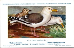 Dvogels_003 Grote Mantelmeeuw / Great Black-backed Gull – Nº 89 – (KBIN / IRSNB)
