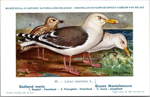 Grote Mantelmeeuw / Great Black-backed Gull – Nº 89 – (KBIN / IRSNB)