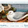 Zilvermeeuw / European Herring Gull – Nº 90 – (KBIN / IRSNB)