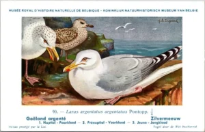 Dvogels_004 Zilvermeeuw / European Herring Gull – Nº 90 – (KBIN / IRSNB)