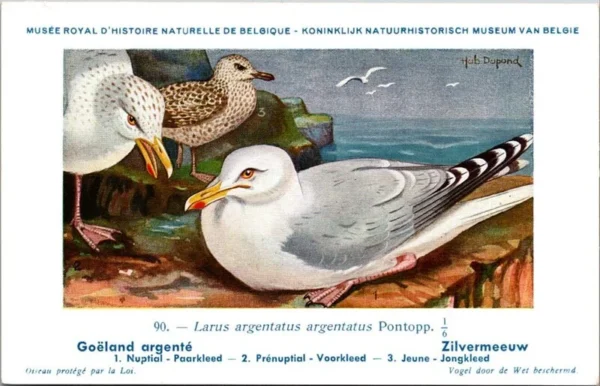 Zilvermeeuw / European Herring Gull – Nº 90 – (KBIN / IRSNB)