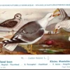 Kleine Mantelmeeuw / Small Black-backed Gull – Nº 91 – (KBIN / IRSNB)