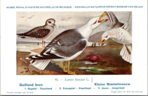 Dvogels_005 Kleine Mantelmeeuw / Small Black-backed Gull – Nº 91 – (KBIN / IRSNB)
