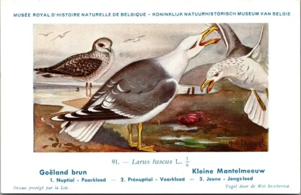 Kleine Mantelmeeuw / Small Black-backed Gull – Nº 91 – (KBIN / IRSNB)
