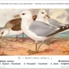 Wintermeeuw / Common Gull – Nº 92 – (KBIN / IRSNB)
