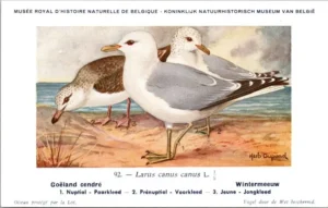 Dvogels_006 Wintermeeuw / Common Gull – Nº 92 – (KBIN / IRSNB)