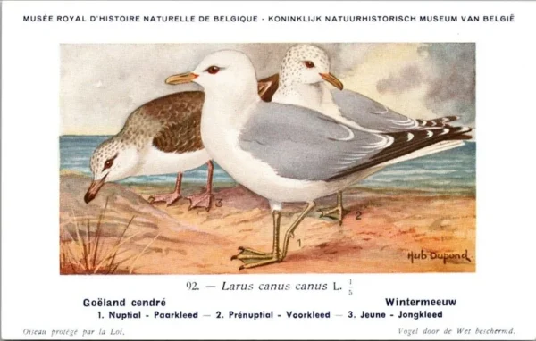 Wintermeeuw / Common Gull – Nº 92 – (KBIN / IRSNB)