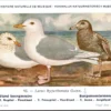 Burgemeestermeeuw / Glaucous Gull – Nº 93 – (KBIN / IRSNB)