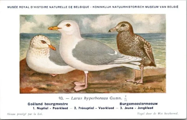 Burgemeestermeeuw / Glaucous Gull – Nº 93 – (KBIN / IRSNB)