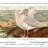 Dvogels_008 Kleine Burgemeestermeeuw / Small Glaucous Gull – Nº 94 – (KBIN / IRSNB)