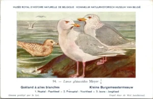 Dvogels_008 Kleine Burgemeestermeeuw / Small Glaucous Gull – Nº 94 – (KBIN / IRSNB)