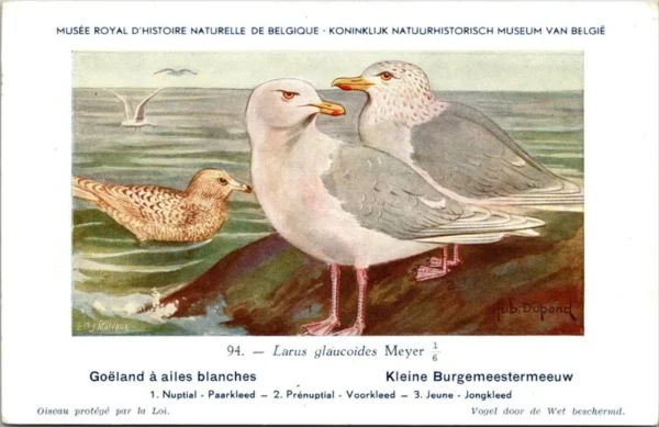 Dvogels_008 Kleine Burgemeestermeeuw / Small Glaucous Gull – Nº 94 – (KBIN / IRSNB)