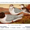 Dwergmeeuw / Little Gull – Nº 95 – (KBIN / IRSNB)