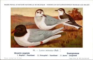 Dvogels_009 Dwergmeeuw / Little Gull – Nº 95 – (KBIN / IRSNB)