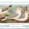 Drieteenmeeuw / Black-legged kittiwake – Nº 97 – (KBIN / IRSNB)