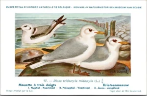 Dvogels_010 Drieteenmeeuw / Black-legged kittiwake – Nº 97 – (KBIN / IRSNB)