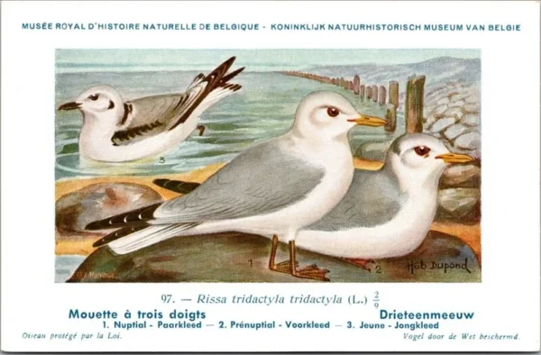 Drieteenmeeuw / Black-legged kittiwake – Nº 97 – (KBIN / IRSNB)