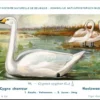 Hoelzwaan / Whooper swan. – Nº 98 – (KBIN / IRSNB)