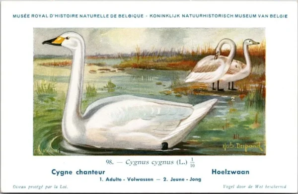 Hoelzwaan / Whooper swan. – Nº 98 – (KBIN / IRSNB)