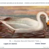 Kleine Zwaan / Small swan – Nº 99 – (KBIN / IRSNB)