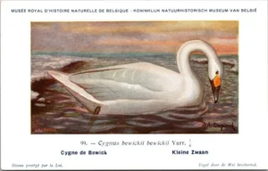 Kleine Zwaan / Small swan – Nº 99 – (KBIN / IRSNB)