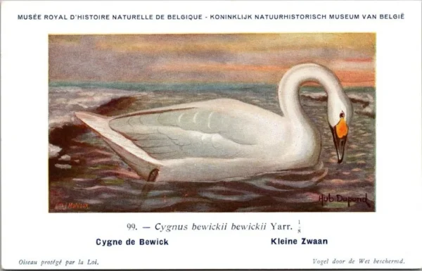 Kleine Zwaan / Small swan – Nº 99 – (KBIN / IRSNB)