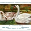 Dvogels_013 Knobbelzwaan / Mute swan – Nº 100 – (KBIN / IRSNB)