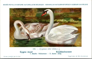 Knobbelzwaan / Mute swan – Nº 100 – (KBIN / IRSNB)