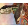 Slechtvalk / Peregrine falcon – Nº 101 – (KBIN / IRSNB)