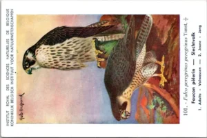 Slechtvalk / Peregrine falcon – Nº 101 – (KBIN / IRSNB)
