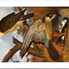 Boomvalk / Eurasian hobby – Nº 102 – (KBIN / IRSNB)