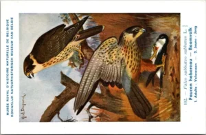 Boomvalk / Eurasian hobby – Nº 102 – (KBIN / IRSNB)
