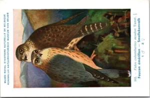 Smellekenvalk / Merlin – Nº 103 – (KBIN / IRSNB)