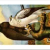 Buizerd / Buzzard – Nº 106 – (KBIN / IRSNB)