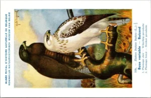 Buizerd / Buzzard – Nº 106 – (KBIN / IRSNB)