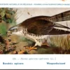 Wespenbuizerd / Wasps buzzard – Nº 108 – (KBIN / IRSNB)