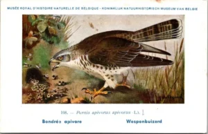 Wespenbuizerd / Wasps buzzard – Nº 108 – (KBIN / IRSNB)