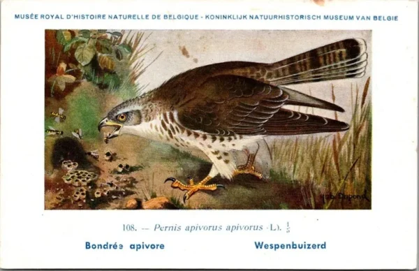 Wespenbuizerd / Wasps buzzard – Nº 108 – (KBIN / IRSNB)
