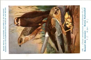 Bruine Kuikendief / Marsh Harrier – Nº 109 – (KBIN / IRSNB)