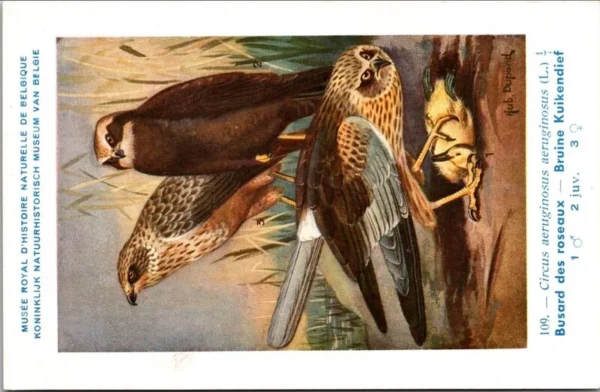 Bruine Kuikendief / Marsh Harrier – Nº 109 – (KBIN / IRSNB)