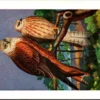 Evogels_005 Roodbruine Wouw – Nº 114 – (KBIN / IRSNB)