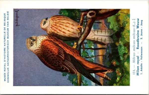 Evogels_005 Roodbruine Wouw – Nº 114 – (KBIN / IRSNB)