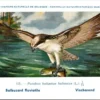 Visarend / Osprey – Nº 115 – (KBIN / IRSNB)