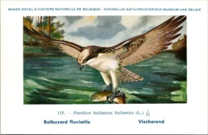 Visarend / Osprey – Nº 115 – (KBIN / IRSNB)