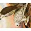 Witte Giervalk – Nº 116 – (KBIN / IRSNB)