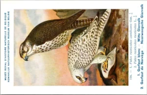 Witte Giervalk – Nº 116 – (KBIN / IRSNB)
