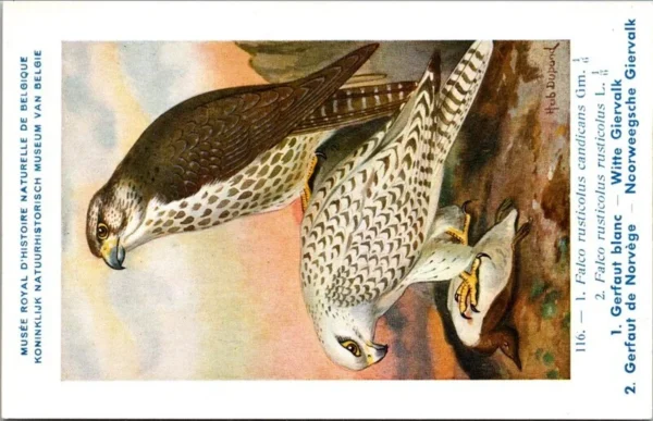 Witte Giervalk – Nº 116 – (KBIN / IRSNB)