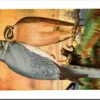 Steppenkuikendief – Nº 118 – (KBIN / IRSNB)
